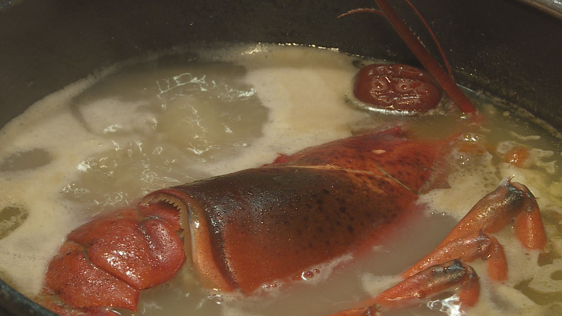 吃火鍋的旺季，看準秋冬鍋物商機，就有業者要送出3000份超巨大的波士頓活龍蝦。