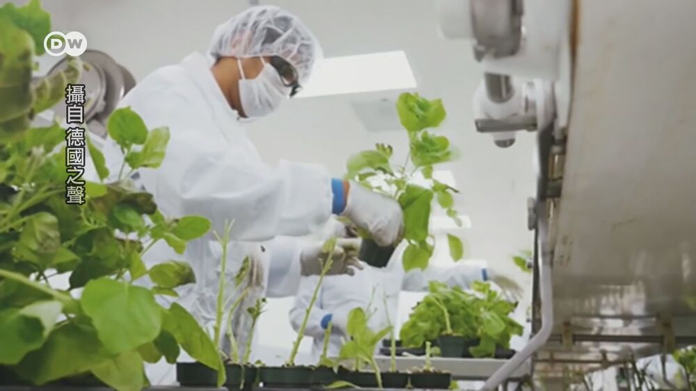 透過基因工程技術，讓菠菜或生菜的葉綠體，搭載mRNA疫苗基因序列。一旦開發成功，未來只要吃下一株蔬菜，就等同於完成疫苗接種。圖／翻攝自德國之聲。