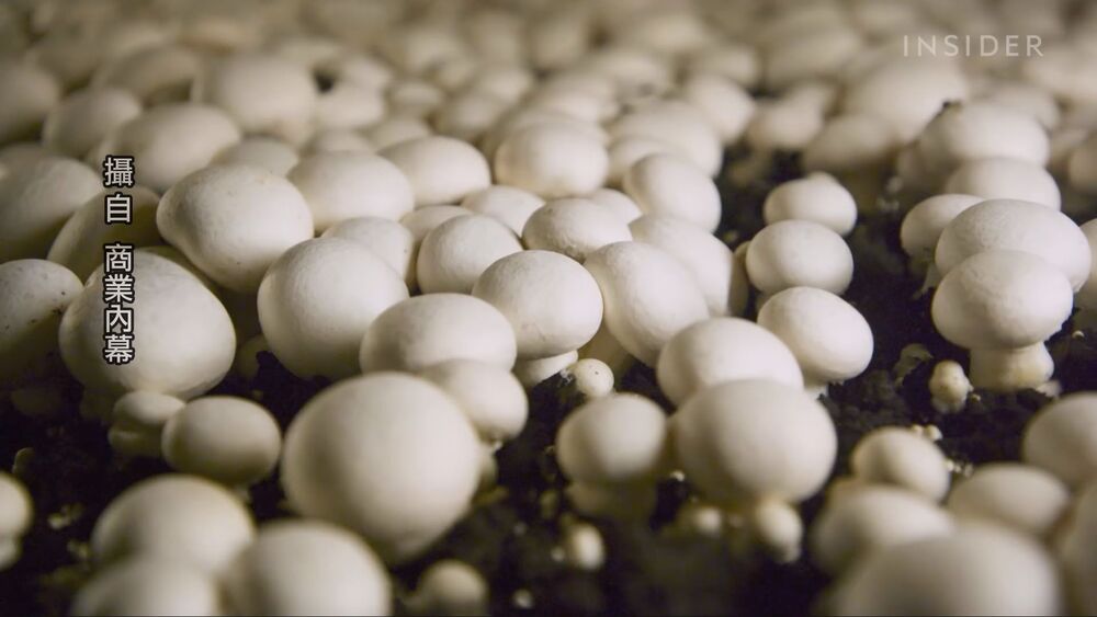 移民法趨嚴美大缺工 百萬個蘑菇被迫摧毀