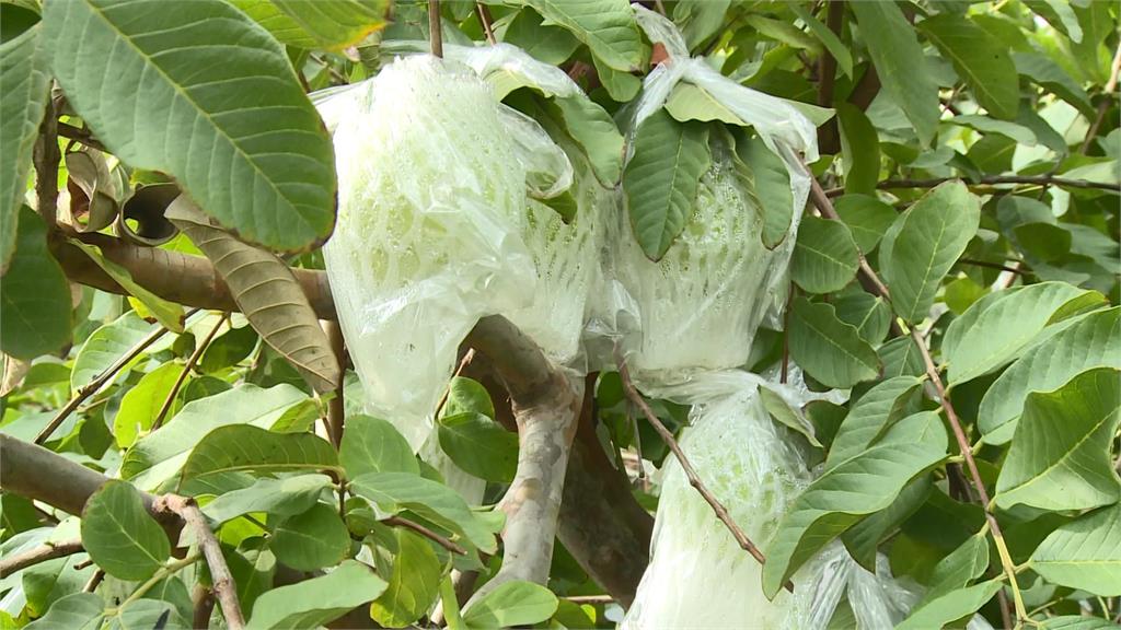 受大雨影響，芭樂近期價格飆漲。圖／台視新聞