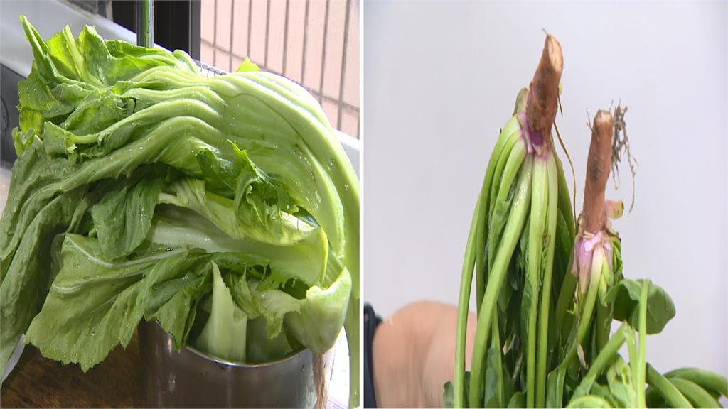 芥菜（左）和帶根波菜（右）。圖／台視新聞