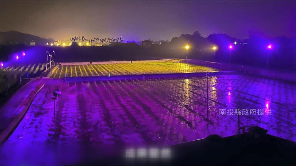透過節能LED燈，調節茭白筍產期。圖／南投縣政府提供
