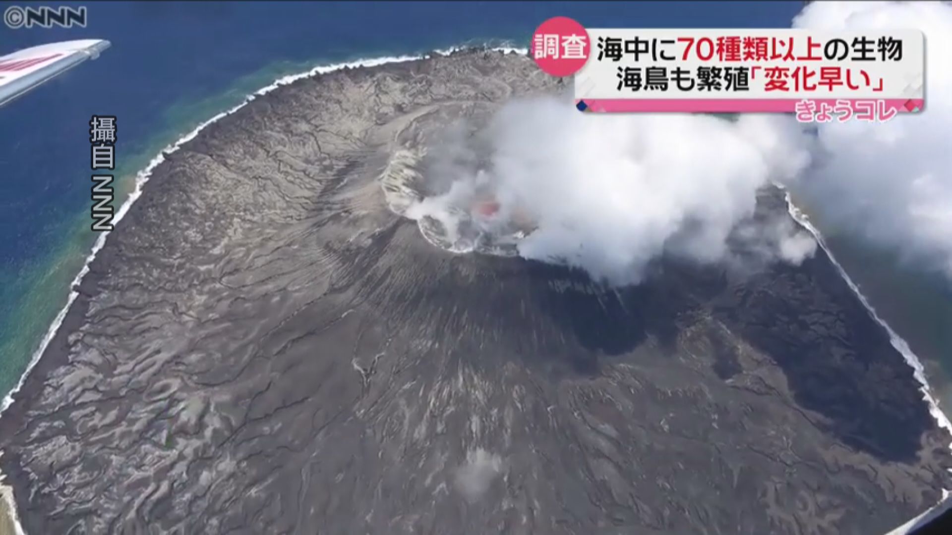 日前日本環境省登陸調查，竟然發現到七十多種生物的蹤跡。作為生態系重置的罕見例子，專家也期待新物種的發現。