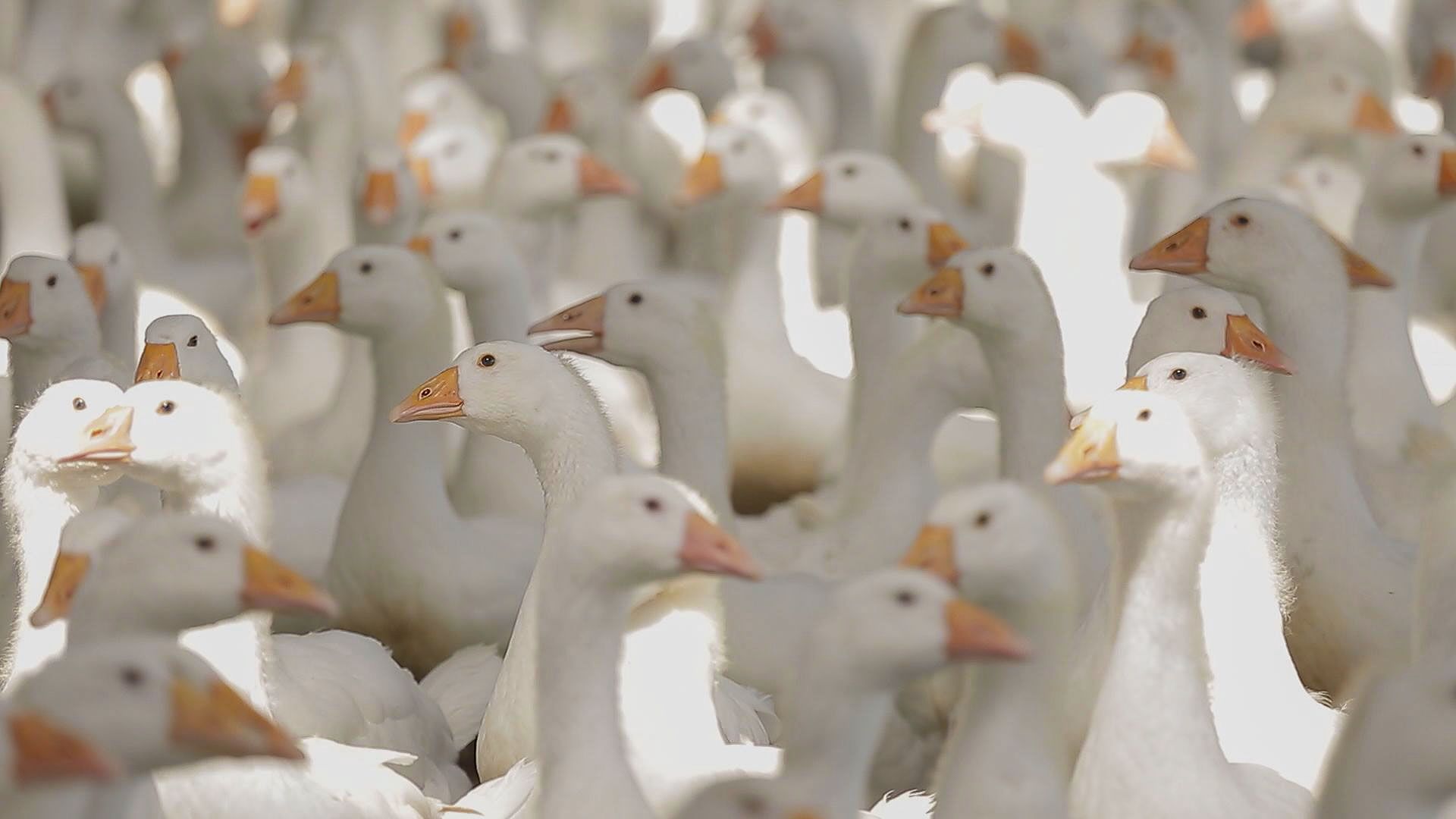 台灣年產四百多萬隻肉鵝，每十隻就有一隻來自吳祥斌位於雲林四湖鄉的畜牧場，年產量20萬隻。(記者許聿恭/攝影)