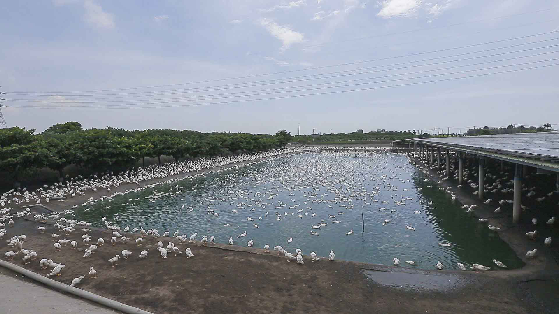 水簾式鵝舍調節產期 科技鵝王年產20萬隻