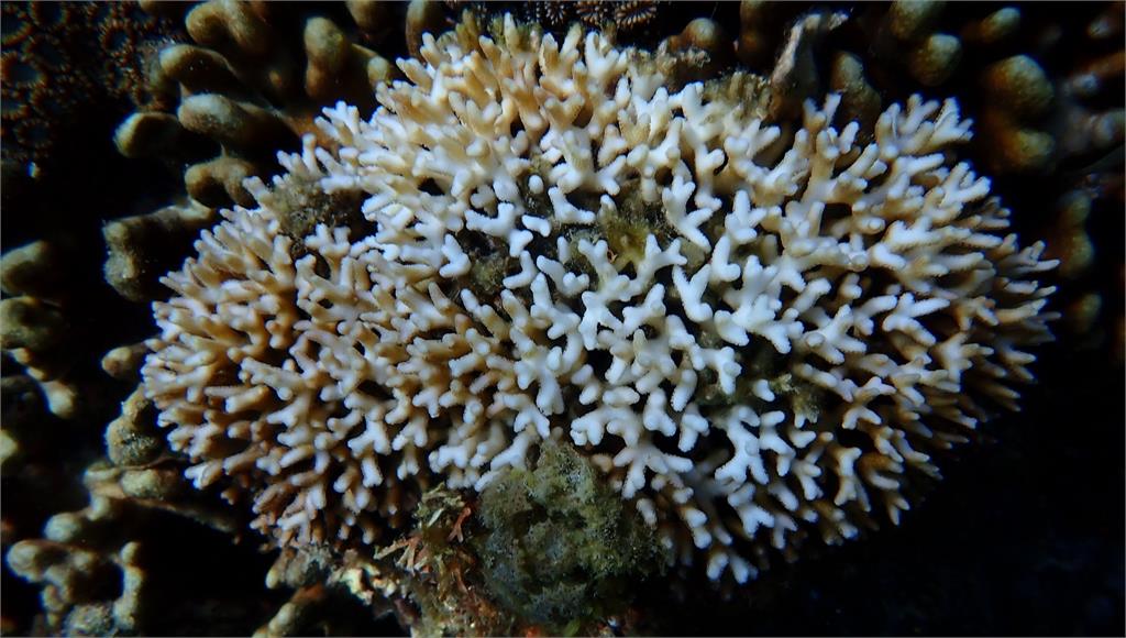 基翬中度白化的列孔珊瑚。圖／海保署提供