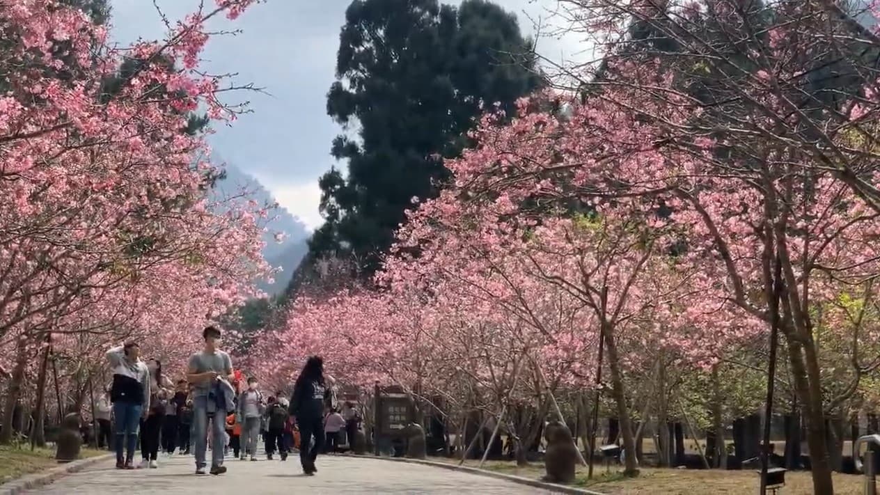 圖：九族文化村提供。