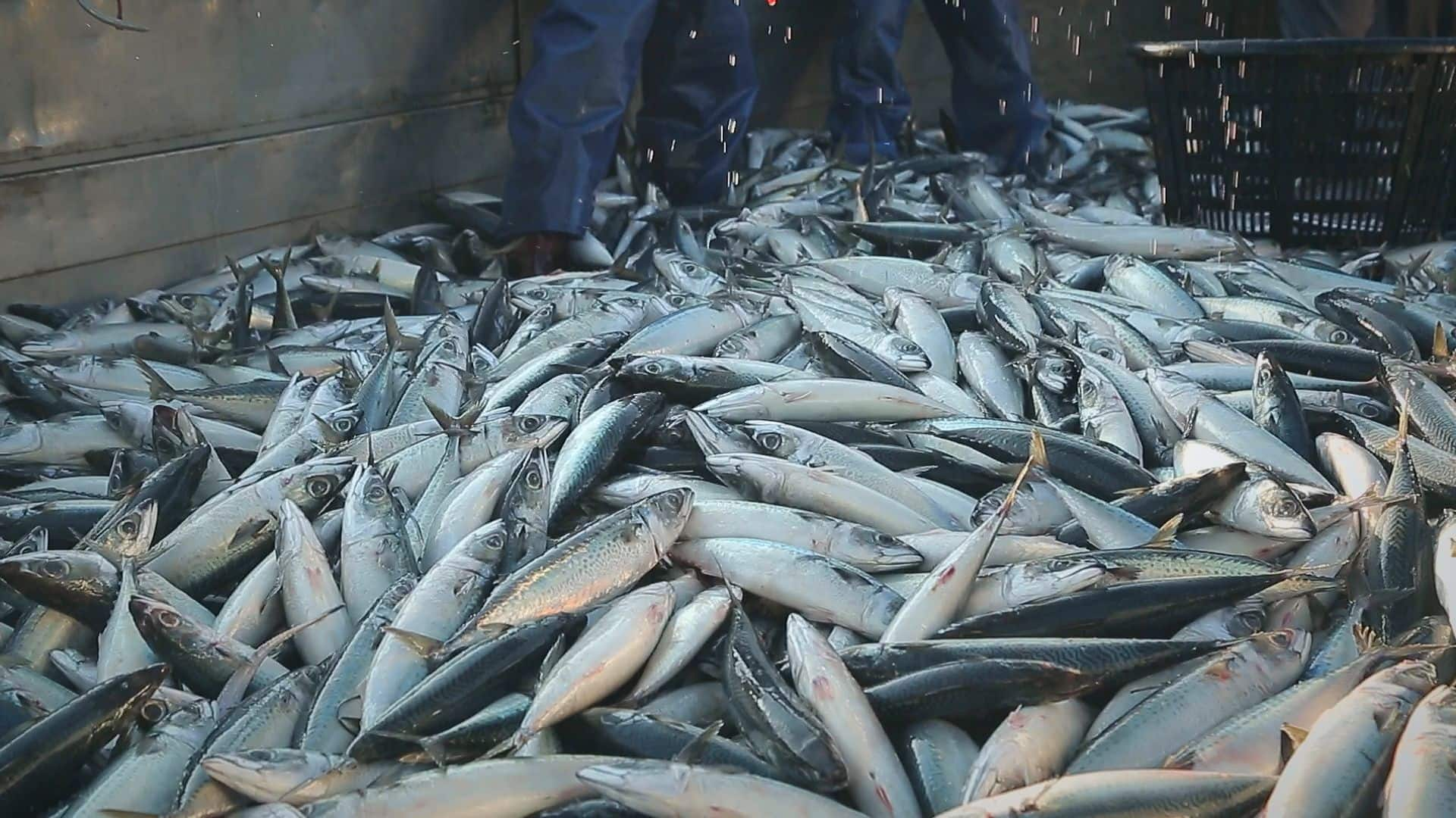 全台灣有九成的鯖魚都從宜蘭南方澳出產，而在當地有間傳承一甲子的鯖魚加工廠，靠著三代鯖魚職人研發廢骨、全魚利用，拚出破億年收。（記者劉鑫昌／攝影）