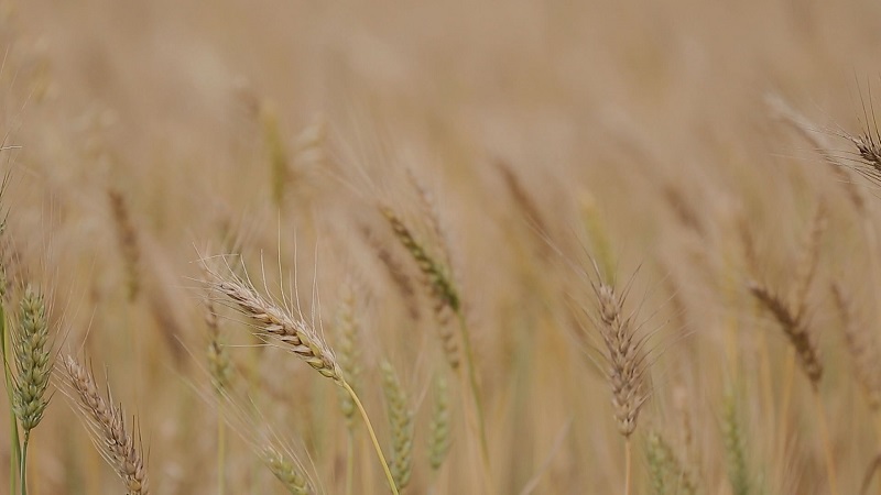 彰化大城鄉半世紀前曾經是西部沿海地區種植小麥的重鎮，最近十年因為當地農民投入復耕，再現美麗金黃麥浪。(記者許聿恭/攝影)