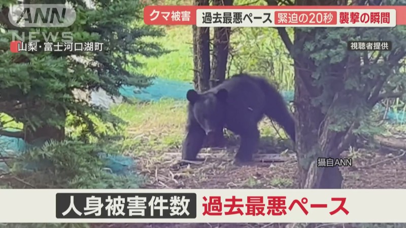 日本近期頻傳熊隻攻擊人事件，今年至今已經出現約160人傷亡，打破歷史紀錄。