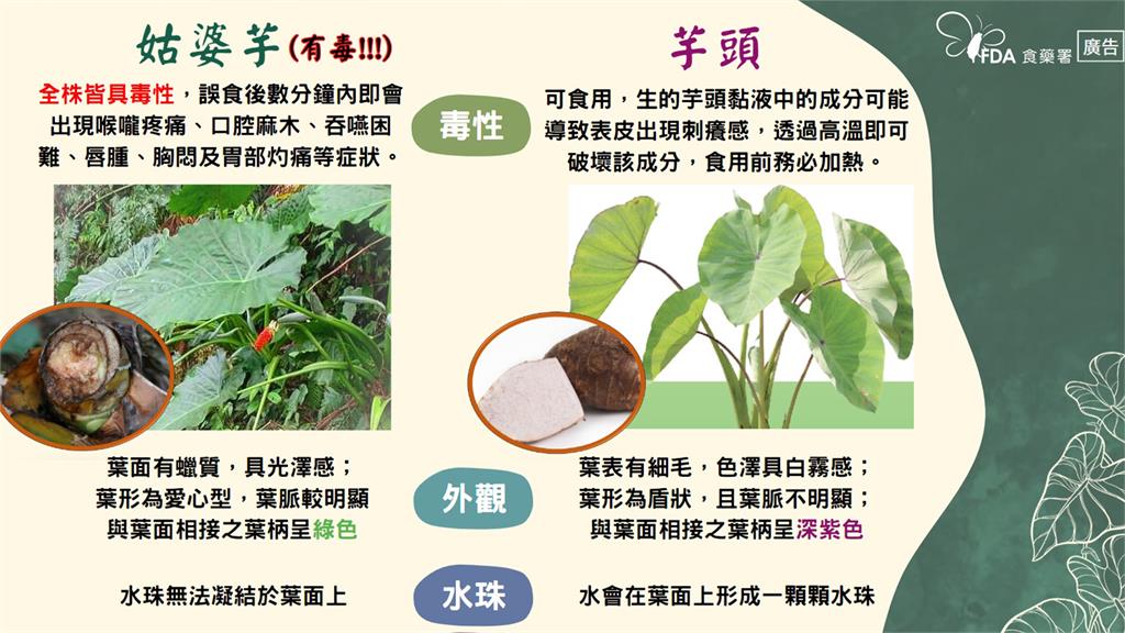 不同種類的有毒植物所引起的中毒症狀不盡相同，輕則腸胃不適，重則傷害中樞神經系統，甚至危及性命，因此，民眾切勿自行採摘或食用來路不明的野生植物。圖／食品藥物管理署提供
