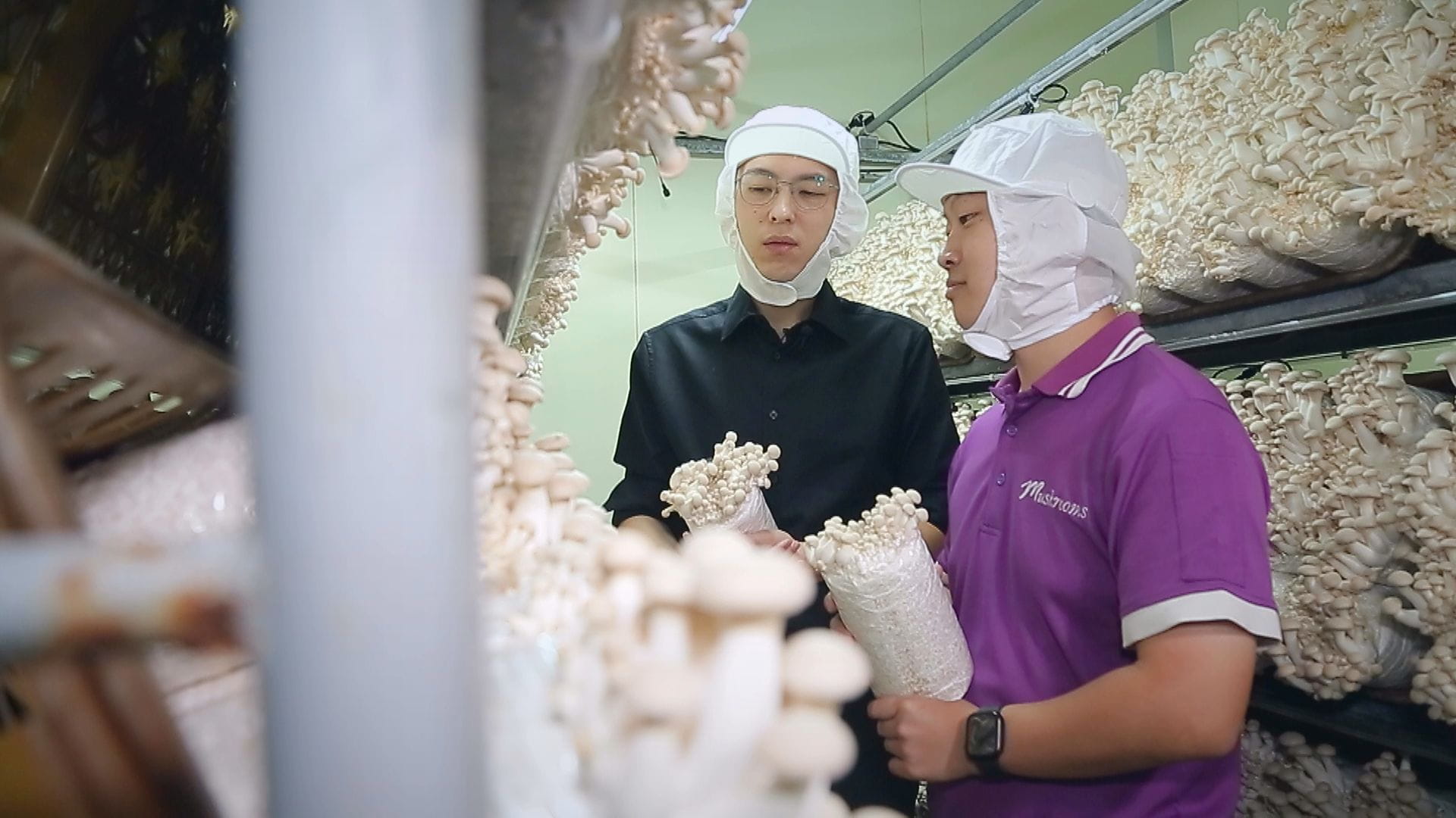 彰化一座養菇場，採自動化環控管理，讓菇在無塵的環境長大，養菇廠第二代蒐集成長數據，量化生產，一年產值達到上億元。(記者劉鑫昌/攝影)