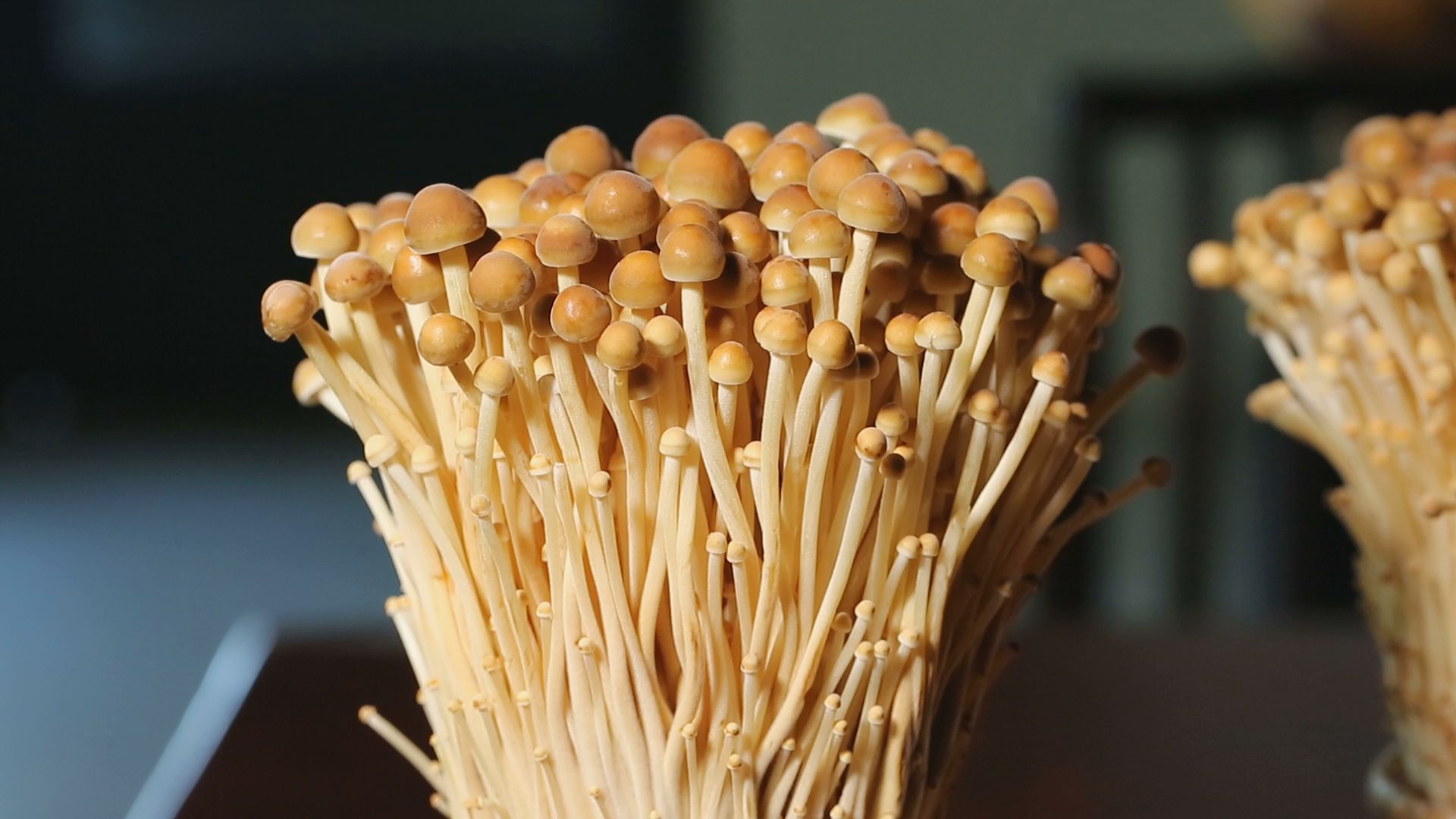 “金滑菇之父”黃聖雄，花十年研發出金滑菇，每年量產2千公噸，外銷美國年收上億元。(記者吳偉民／攝影)