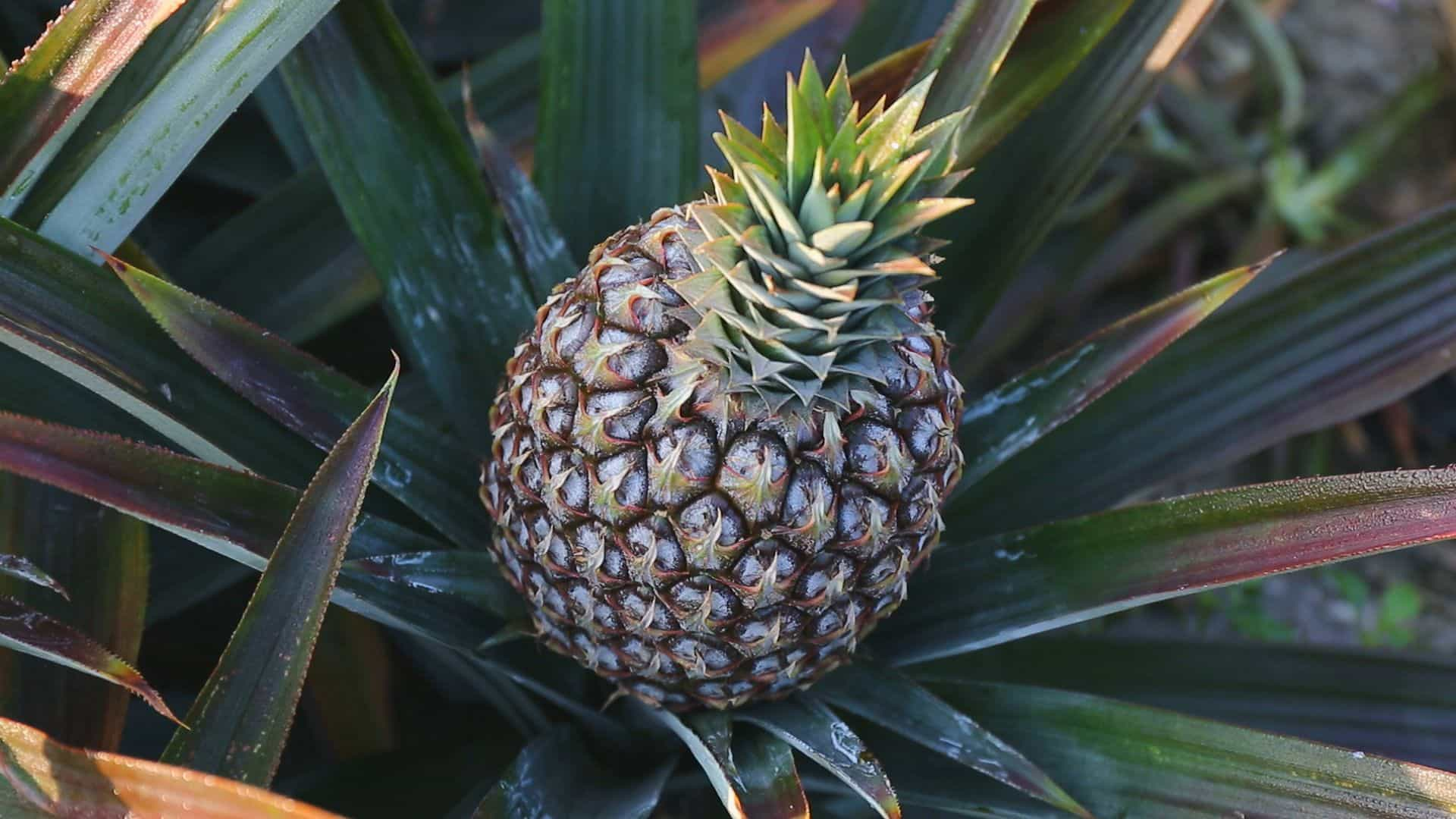 屏東潮州鳳梨農陳基恩，和父親一起試種台農23號”芒果鳳梨”，歷經十年成功量產，如今每年外銷海外達50萬顆，年收超過上億元。(記者吳偉民／攝影)