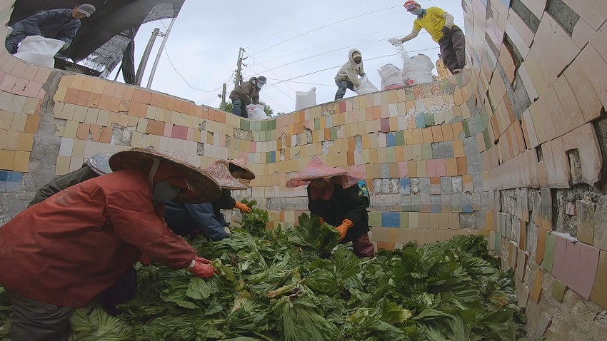 雲林大埤是台灣酸菜的主要產地，全台有八到九成的酸菜都產自這裡，也被稱為「酸菜的故鄉」。(記者許聿恭/攝影)