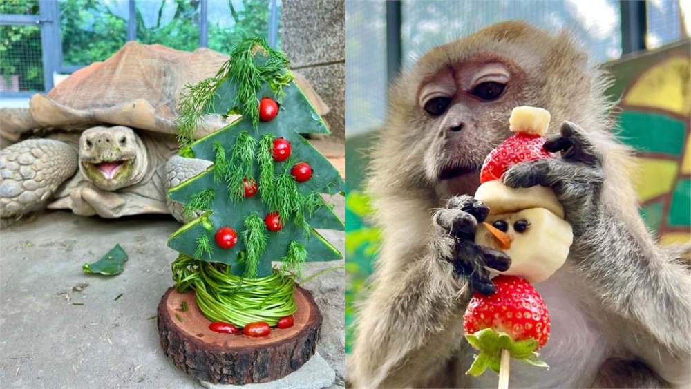 過耶誕節！動物狂嗑特製耶誕樹、小雪人 紅毛猩猩「阿宏」可愛拆禮物。圖／台視新聞
